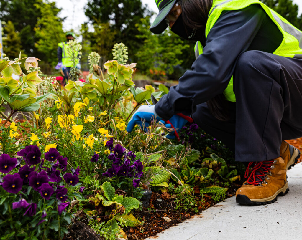 Newly installed landscape bed with shrubs and mulch in front of a home