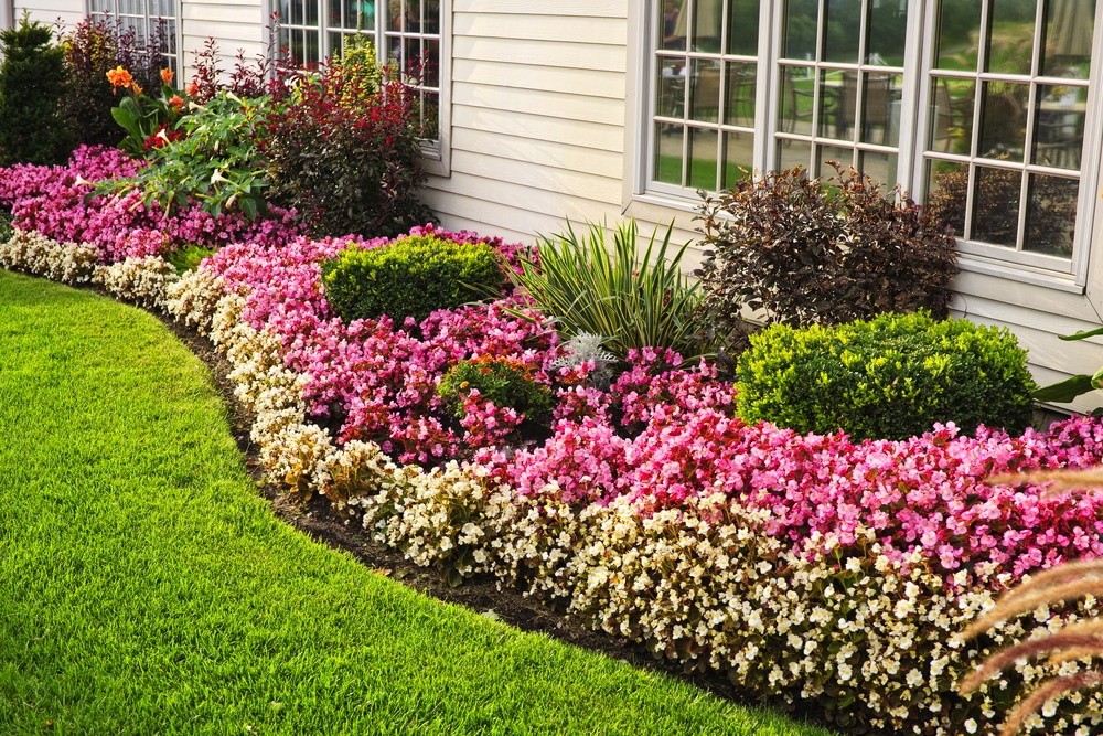 Landscaped garden with curved planting beds and lawn